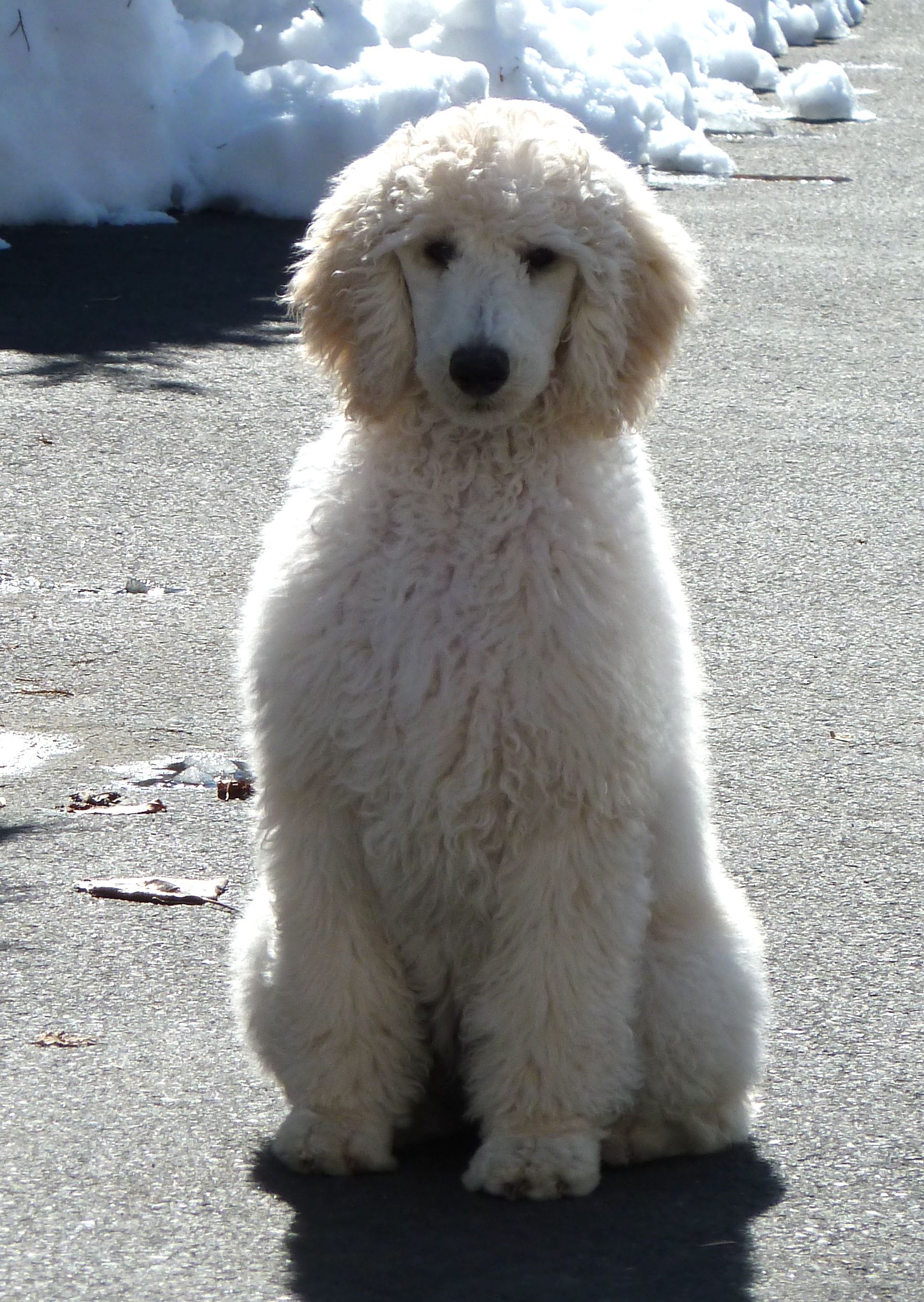 giant poodle for sale